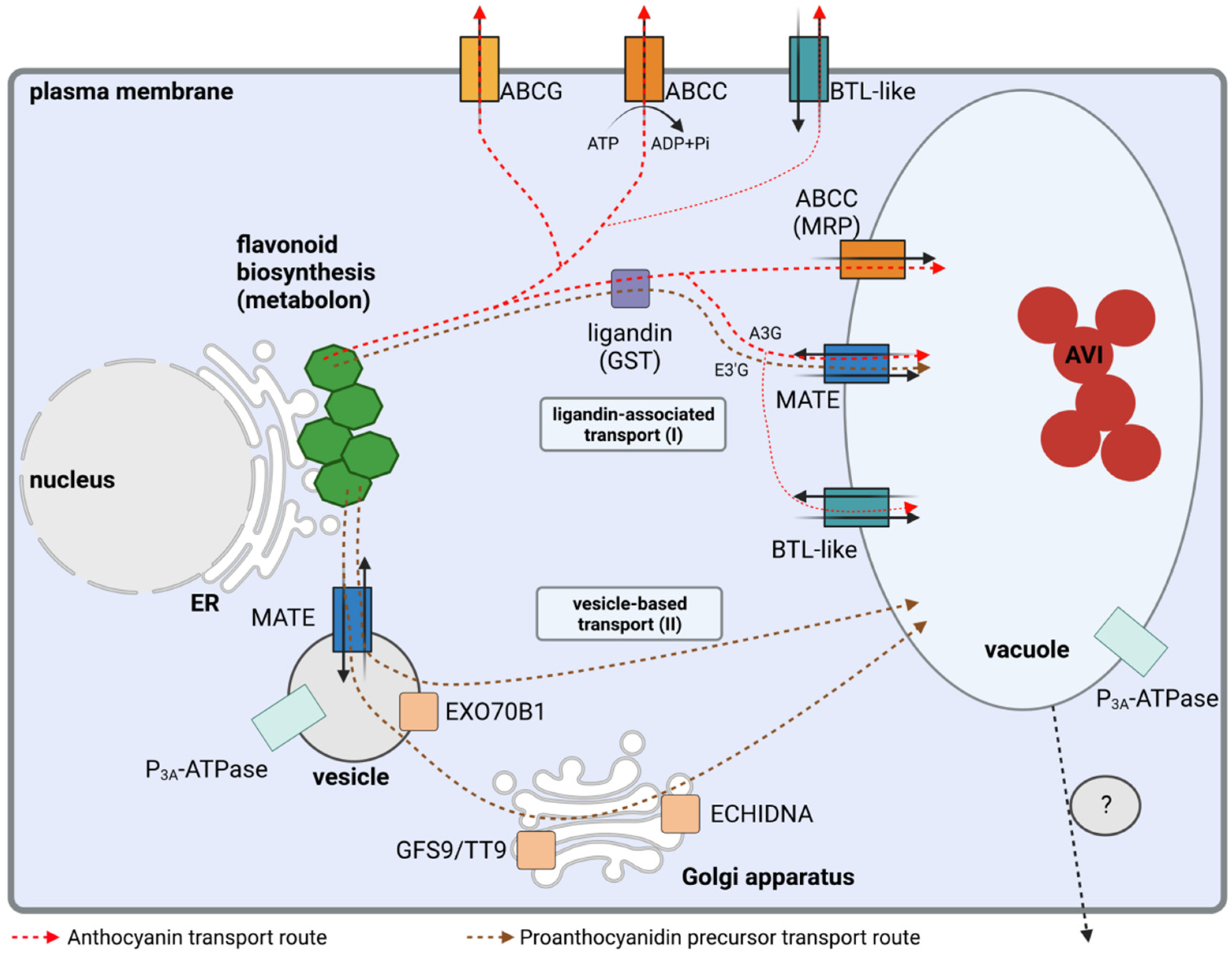Intracellular flavonoid transport overview