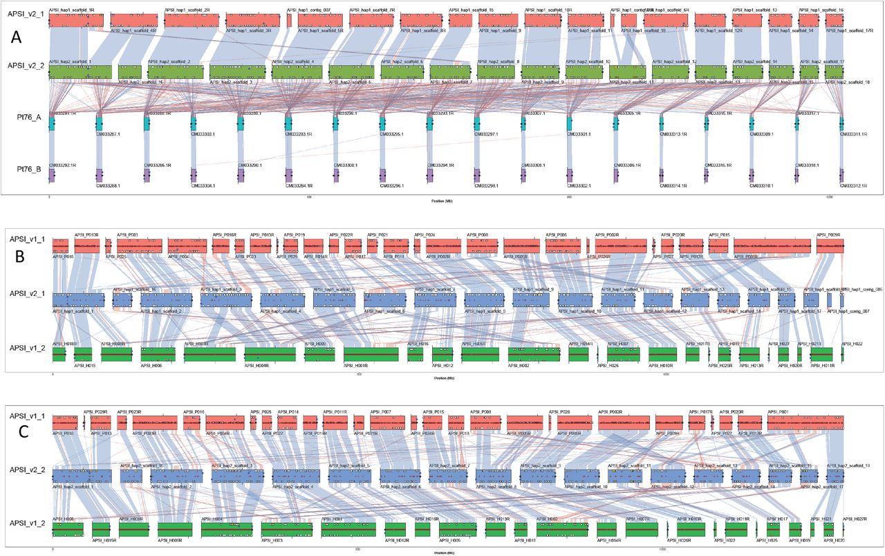 ChromSyn plot