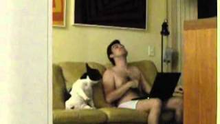 Cachorro dançando hip-hop no sofá    Dog dancing hip-hop on the couch  ORIGINAL 