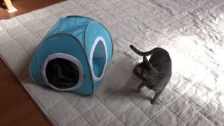 ??????????-Light blue tent and Maru&Hana2.-