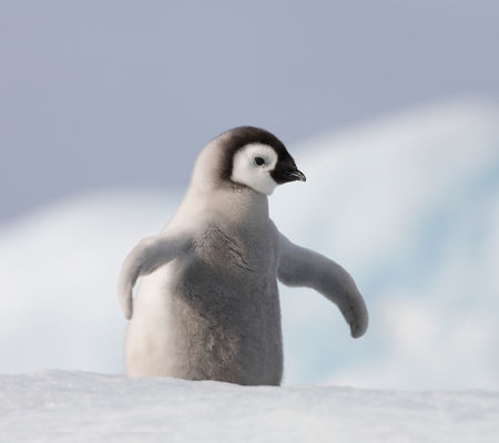 baby penguin