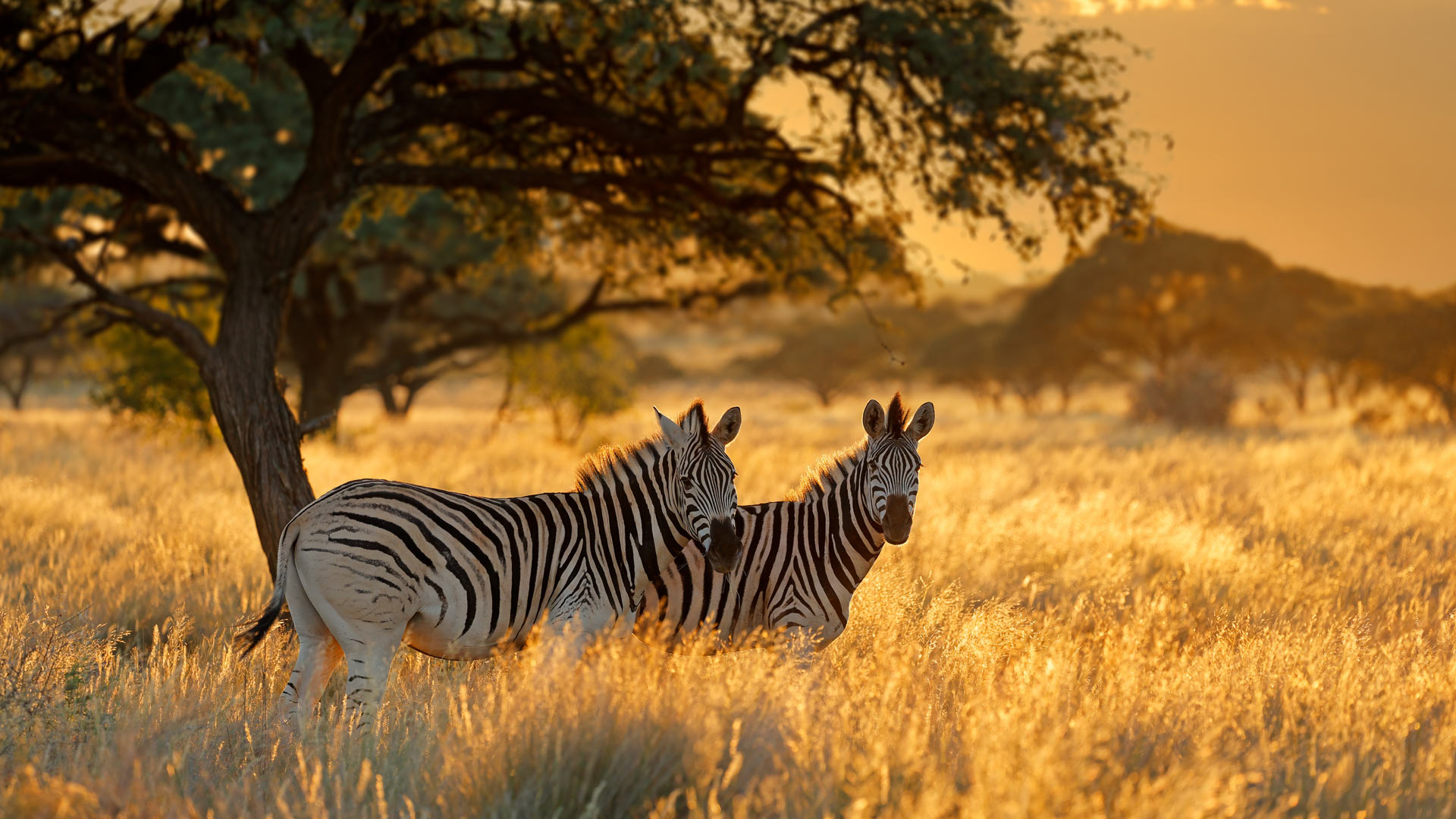 Plains zebras at sunrise, Mokala National Park, South Africa (© EcoPrint/Shutterstock)