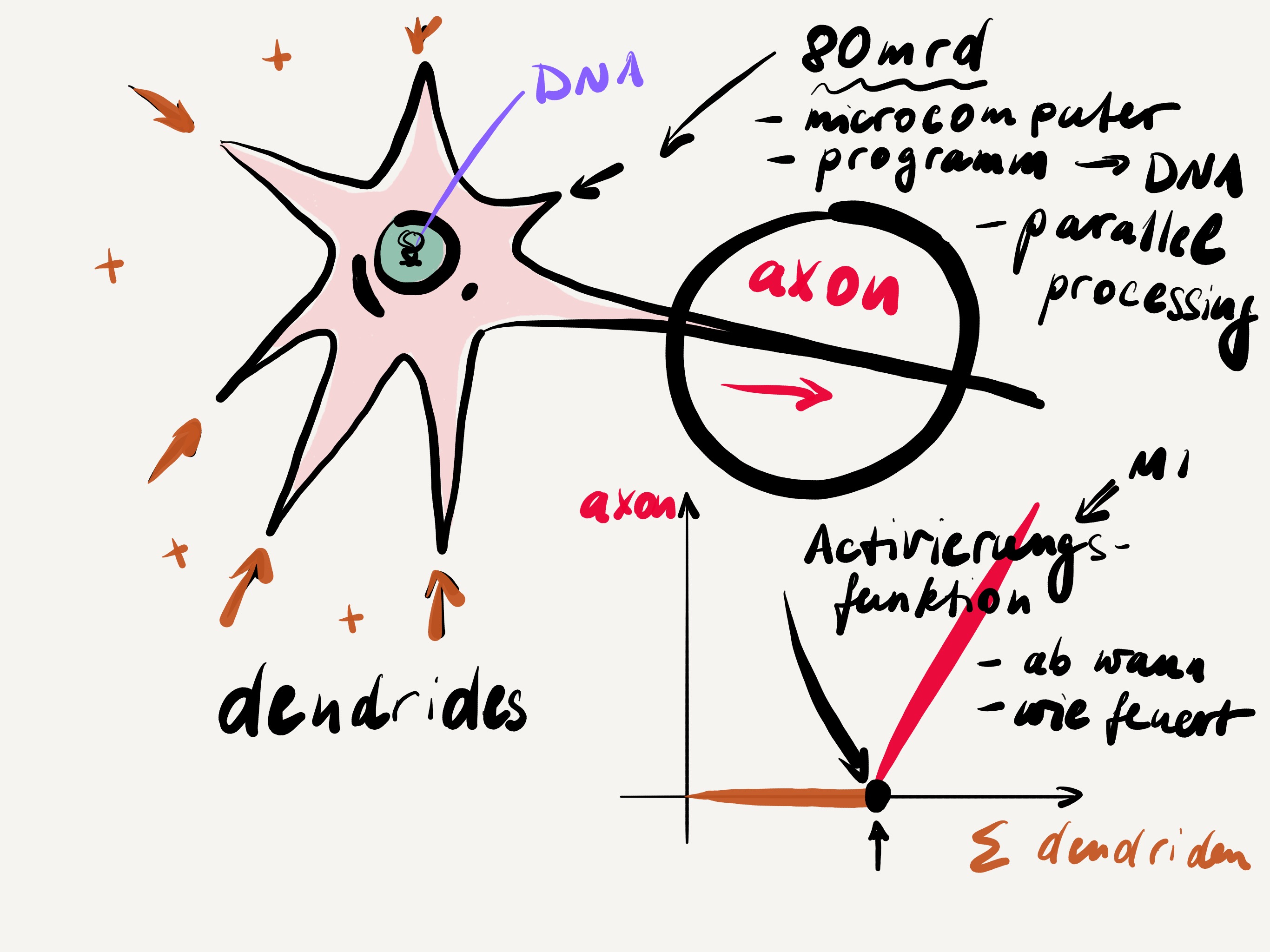 Neuron