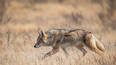 A coyote in Banff, Alberta, Canada (© Harry Collins/Getty Images)