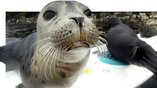 Seal Pup Slip n' Slide  surfboard remote camera 