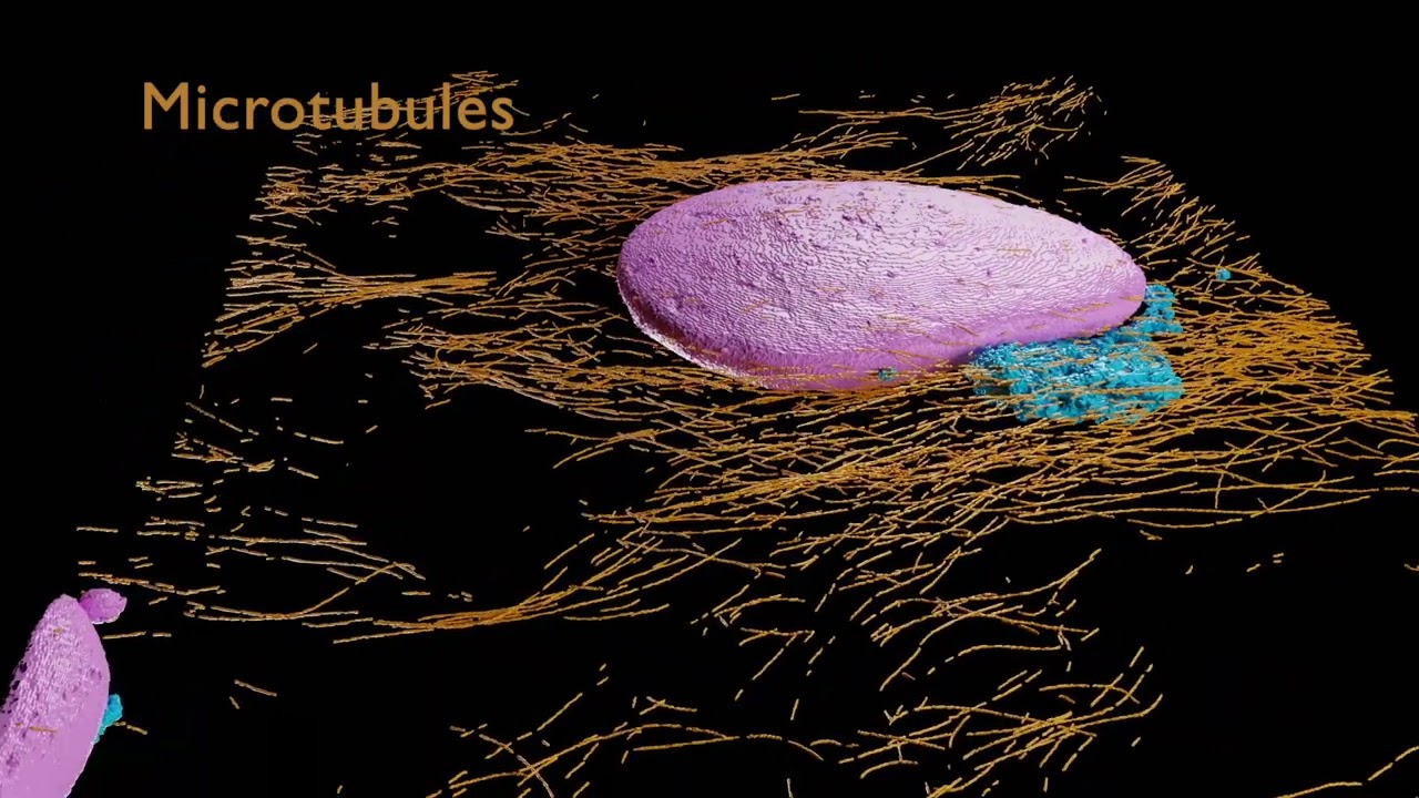 Interphase HeLa Cell