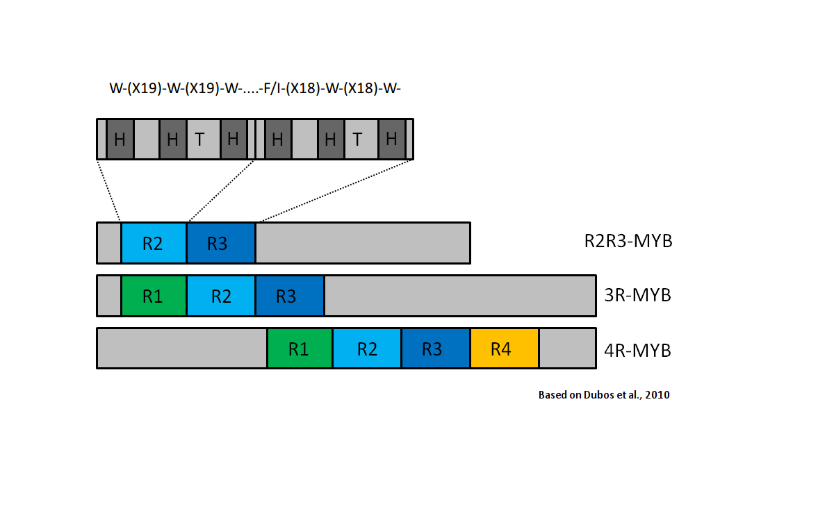 MYB repeat structure (Tweet #2)