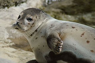 A debugging seal