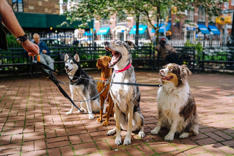 Dogs all lined up