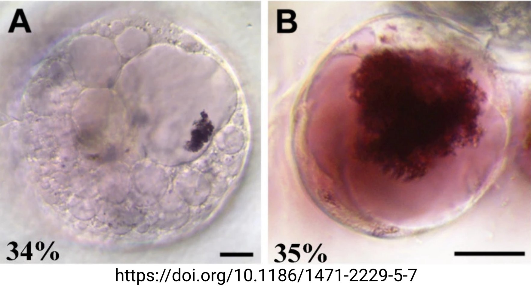 Anthocyanin inclusions (Tweet #59)