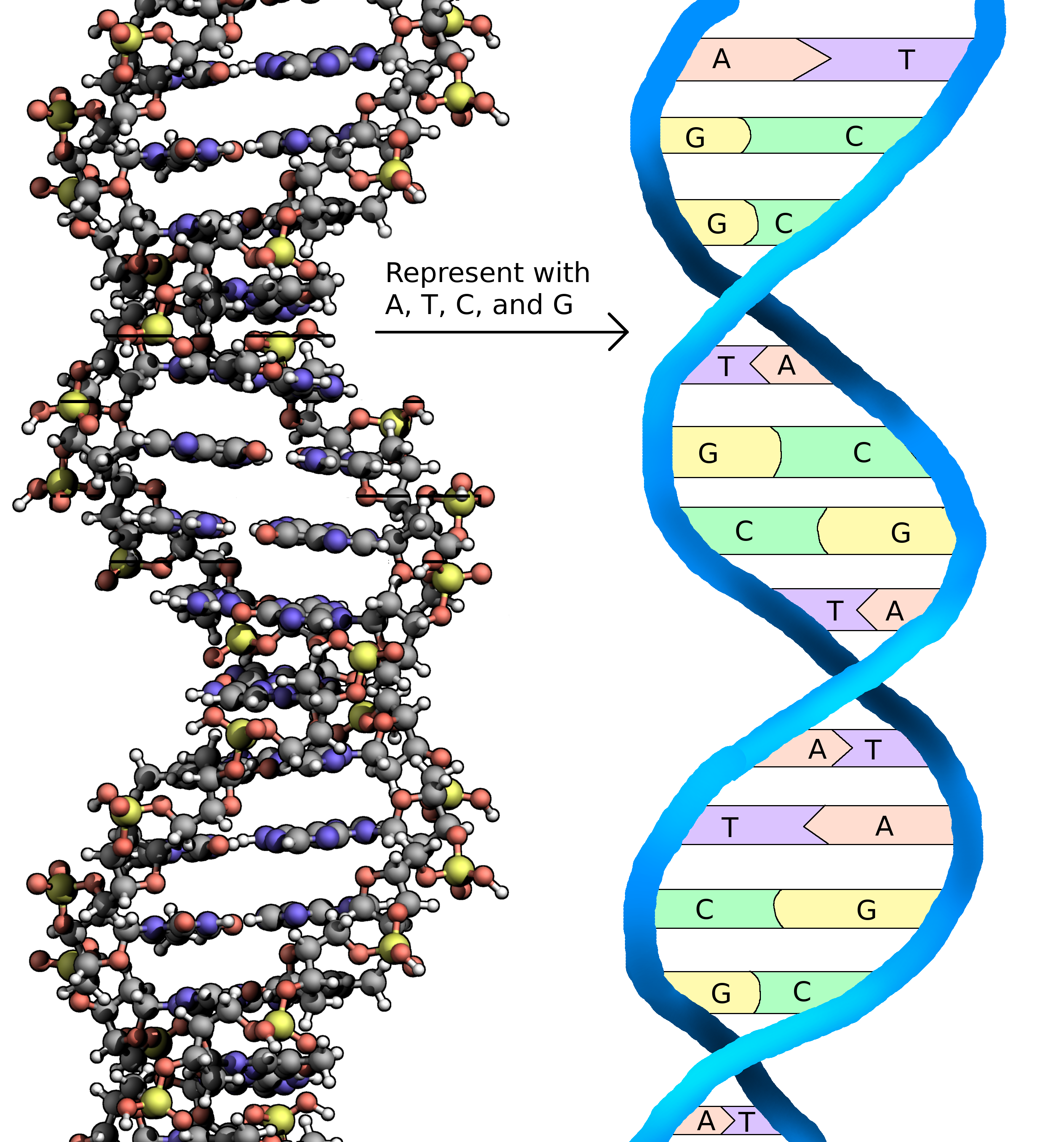 DNA molecule and representation with A, T, C, and G