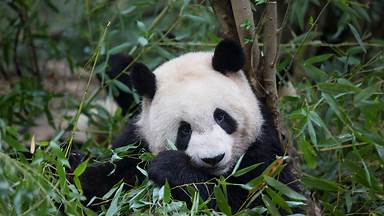 Giant panda eating bamboo, Chengdu, China (© Suzi Eszterhas/Minden Pictures)