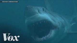 Does Megalodon still exist? Shark Week debunked