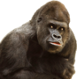 Ape is not a Monkey