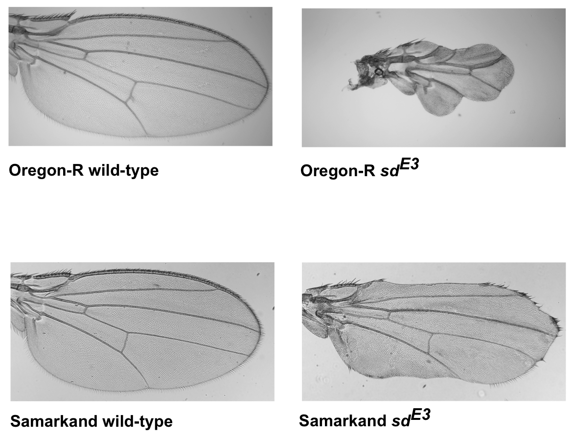 Effects of sdE3 mutation on Drosophila wing morphology in two wild type backgrounds