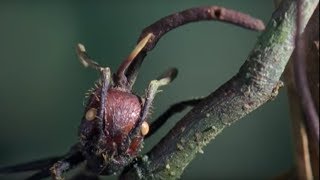 Attack of the killer fungi - Planet Earth - BBC