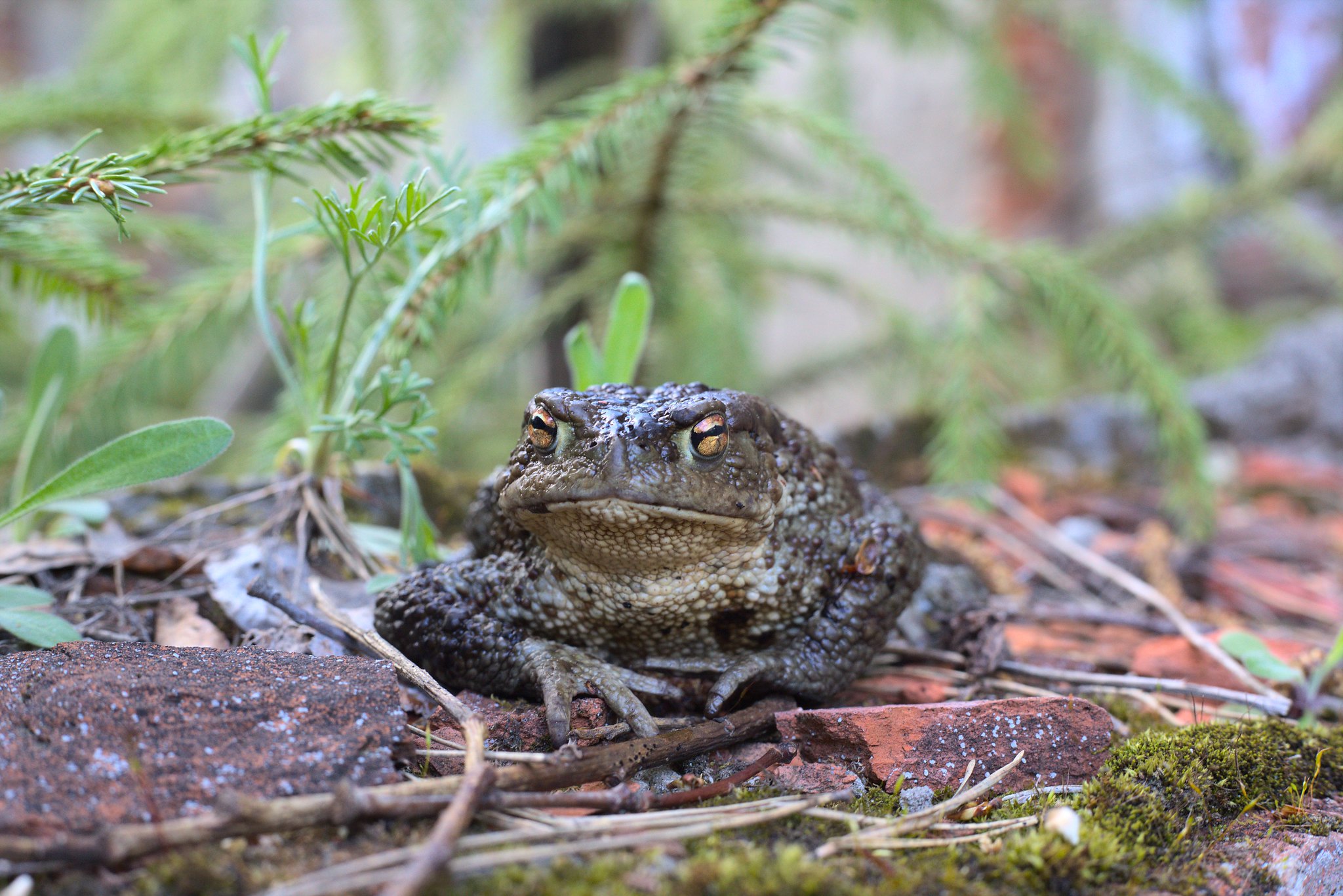 Luxury toad https://flic.kr/p/2nn7eQW