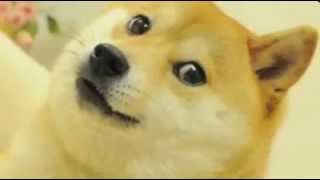 Our lord and savior doge