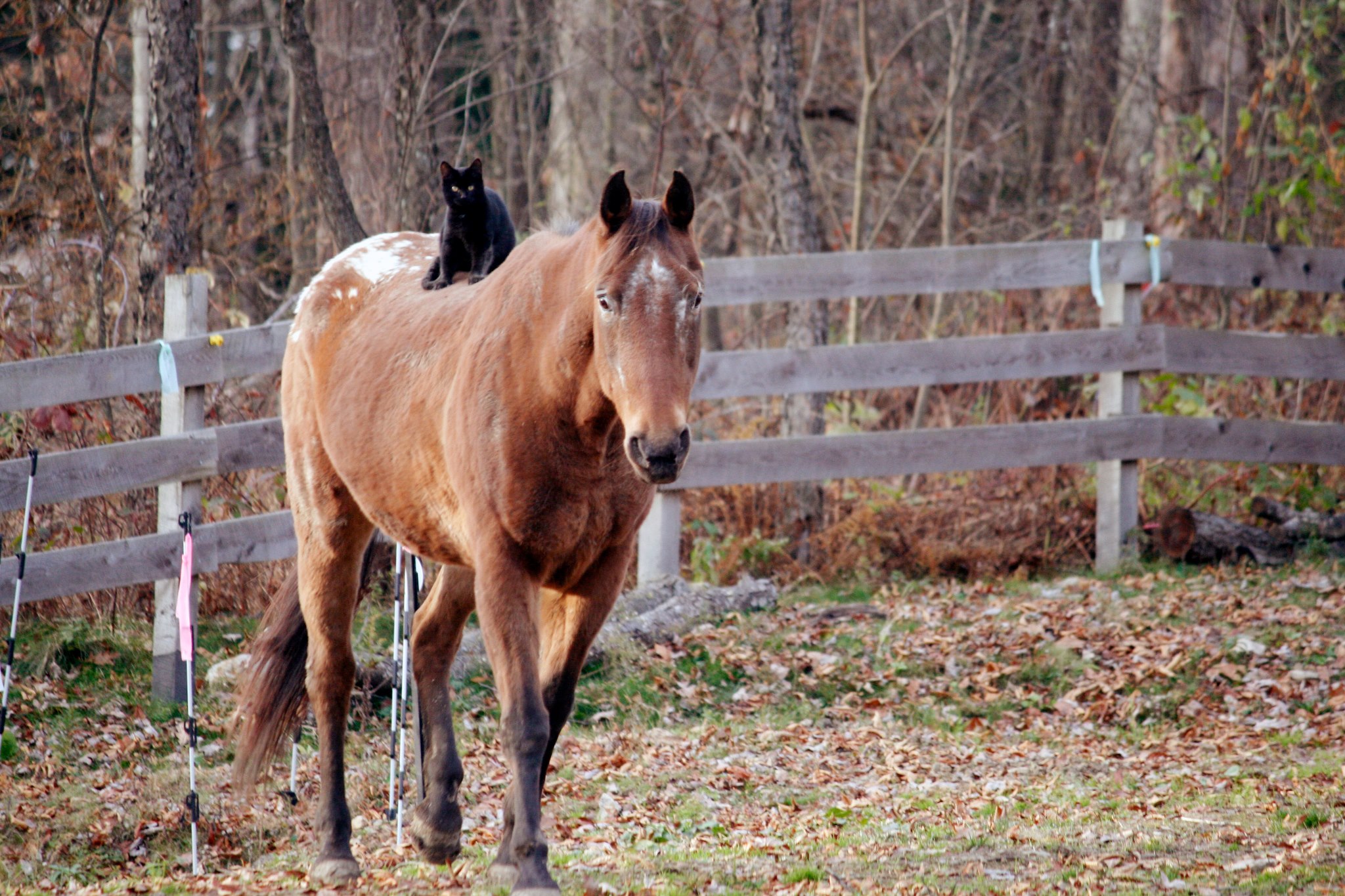 put a cute animal picture link inside the parentheses