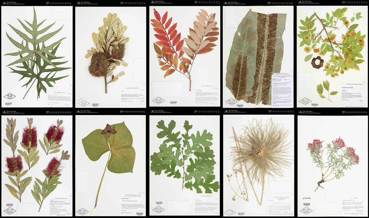 Herbarium2021.png