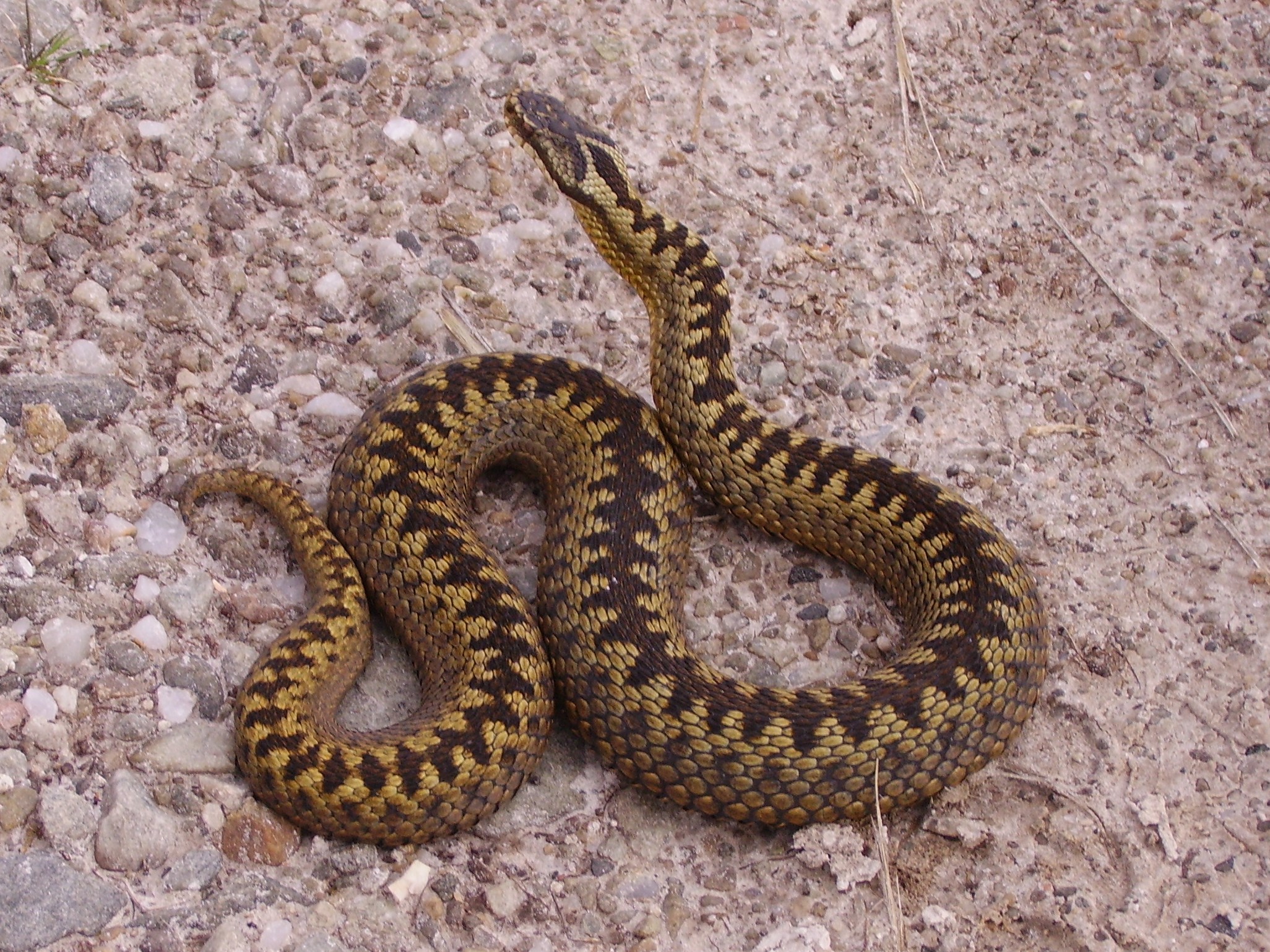 An adder