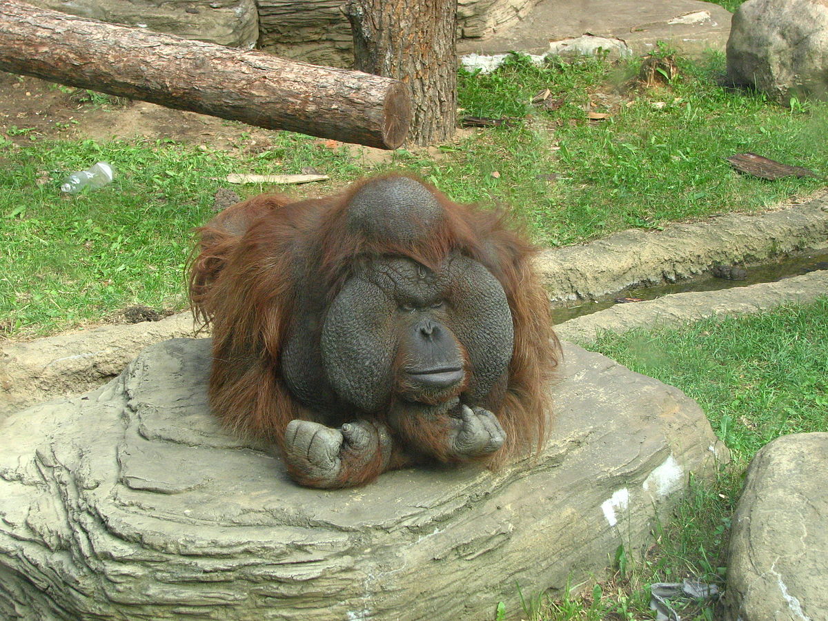 Orangutan