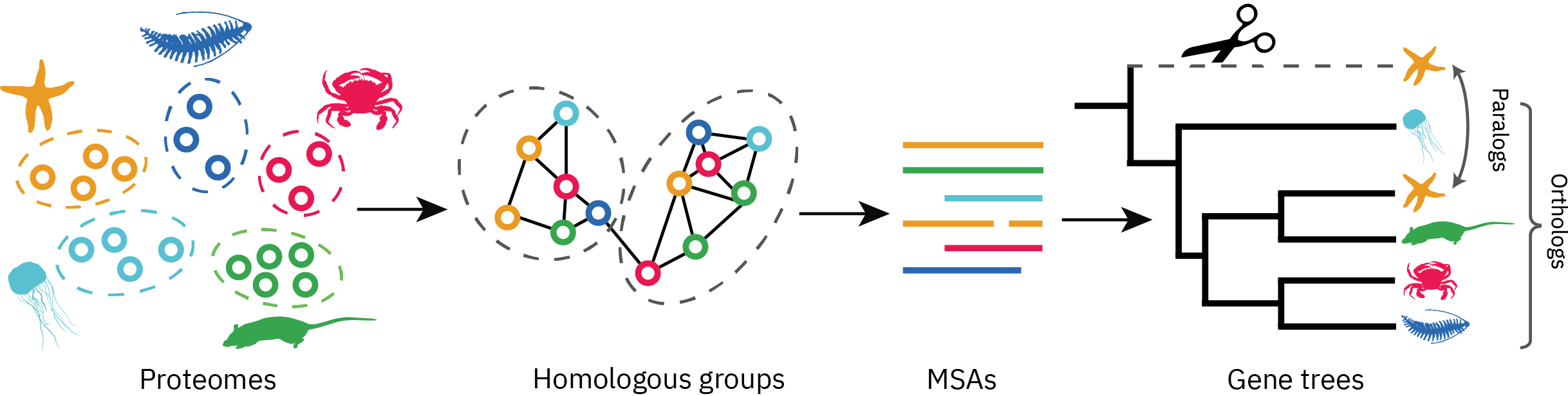 proteomes2orthologs