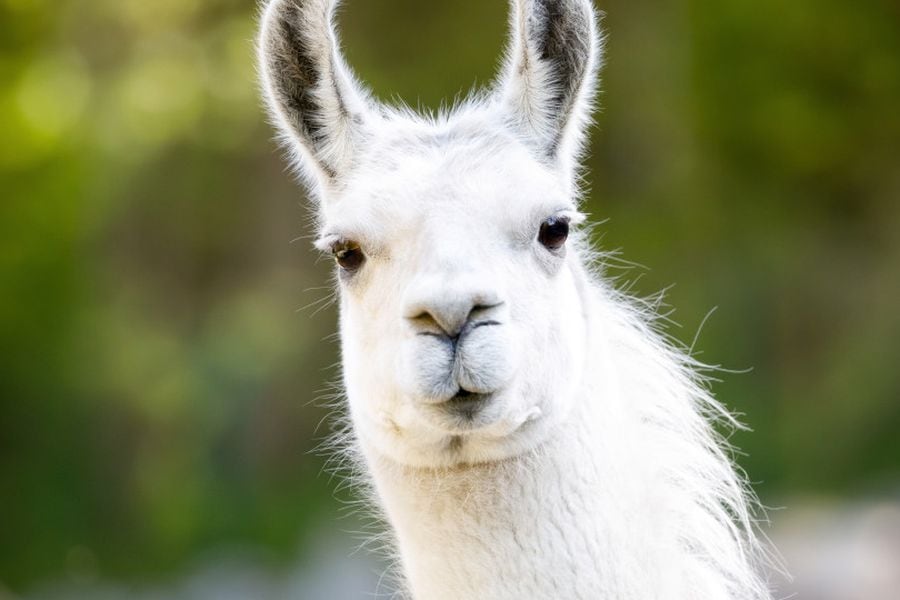 llama