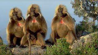 Defending a monkey harem - Clever Monkeys - BBC Earth