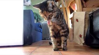 Cat's puking to Techno Compilation  Original 