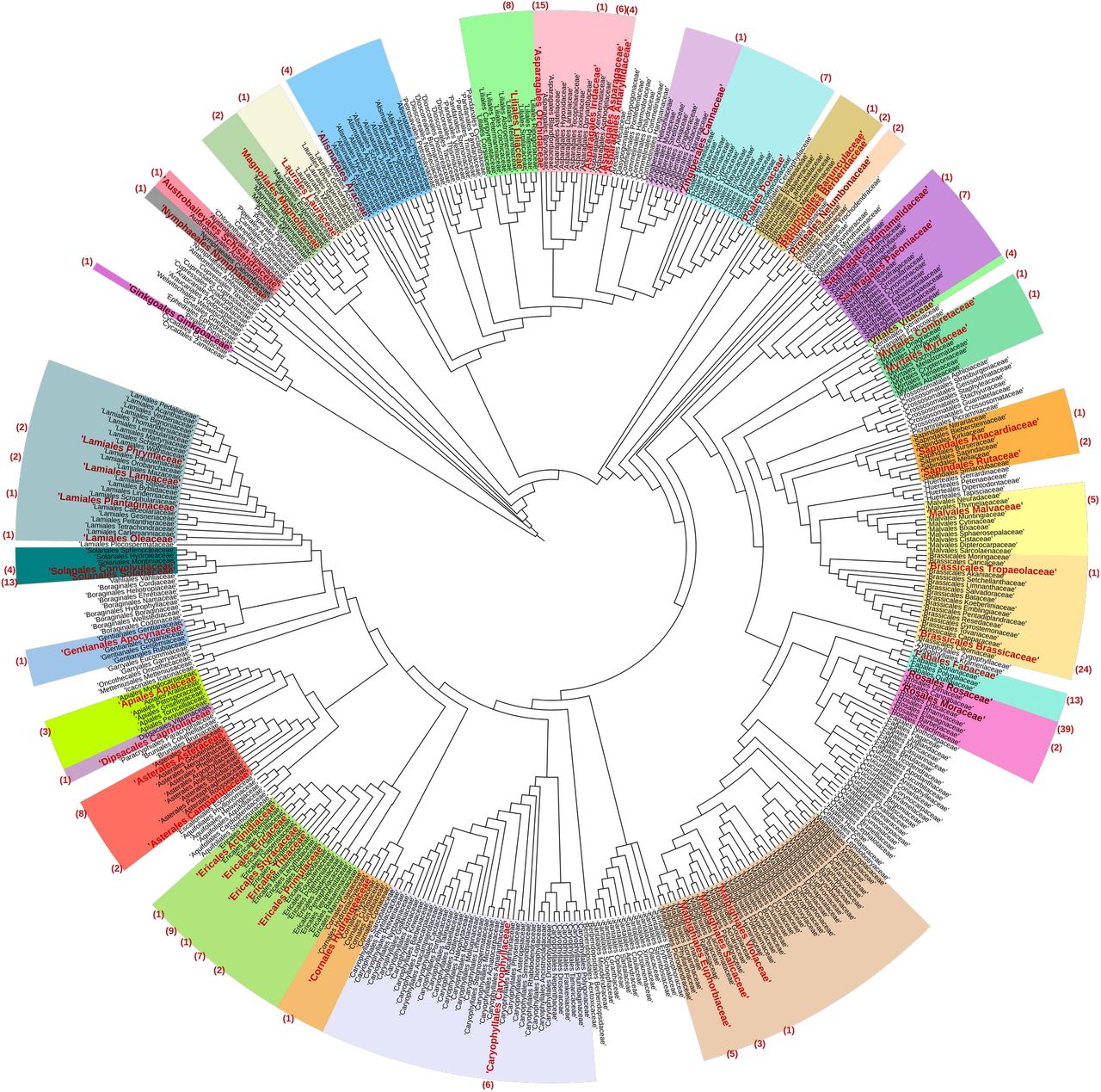 Phylogenetic distribution of anthocyanin loss events