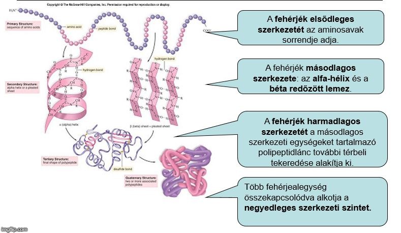  elsődleges: aminosavak sorrendje; másodlagos alfa hélix - béta közti lemez; harmadlagos hélixből alkotott polipeptid lánc; negyedleges: harmadlagosból alkotott több fehérjeegység összekapscsolódása