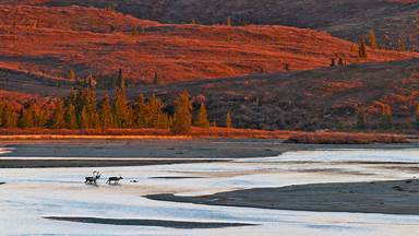 Caribou crossing the Susitna River during autumn, Alaska (© Tim Plowden/Alamy)