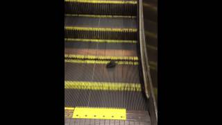 Rat Descending an Endless Staircase   Escalator rat