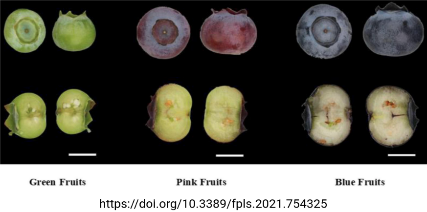 VcMYB1 activates anthocyanin biosynthesis in blueberry (Tweet #51)