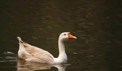 goose image