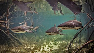Baby lemon sharks swimming among mangroves near Alice Town, Bimini, Bahamas (© Ken Kiefer 2/Getty Images)