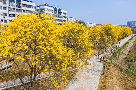 黄花风铃木满开成隧道。