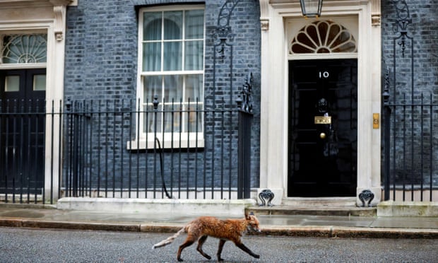 A fox walking past 10 Downing Street this week. The number of rescues involving the animals nearly doubled in 2020. Photograph: John Sibley/Reuters