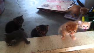 4 week old cute baby kittens and their mother ready for playtime
