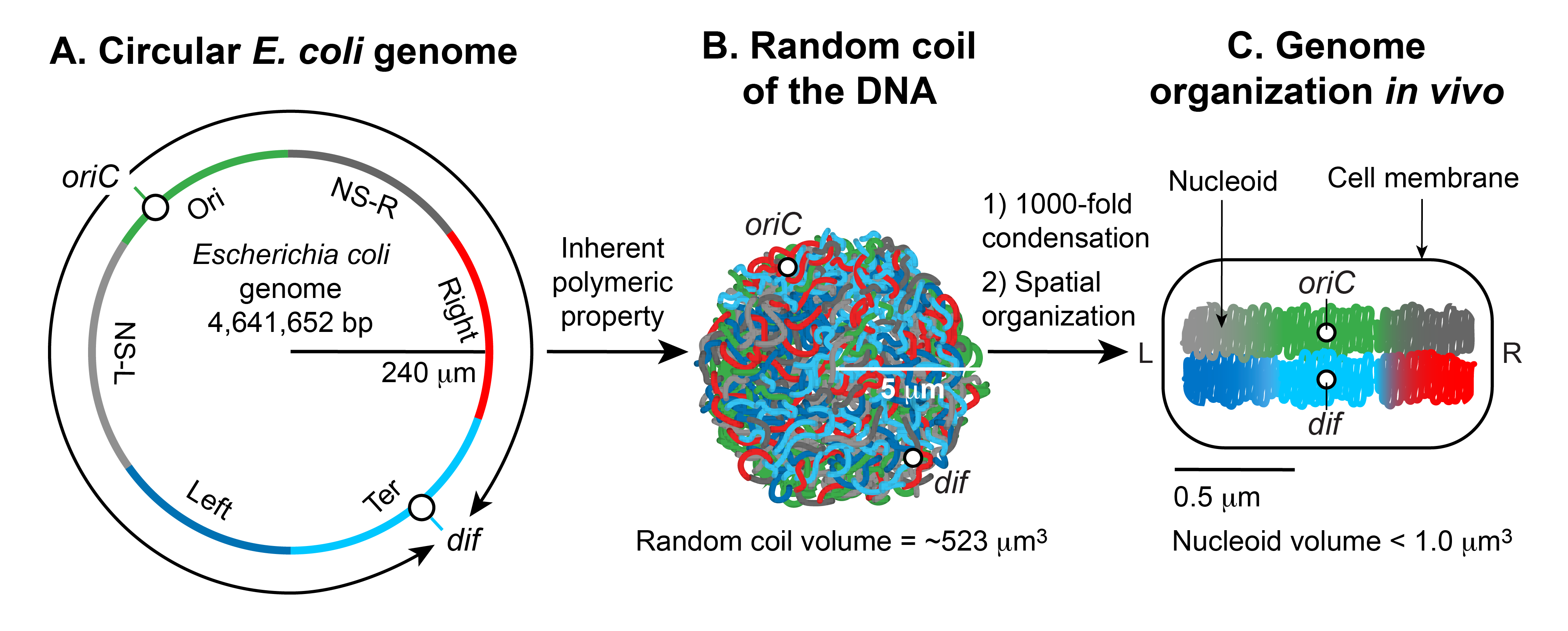 E. coli replication