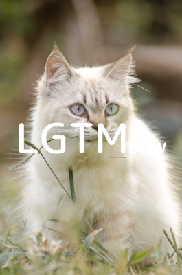 LGTMeow