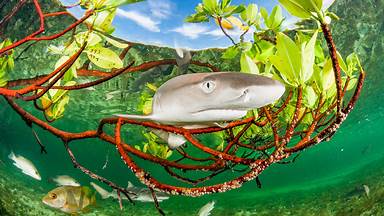 https://cn.bing.com/th?id=OHR.LemonShark_ZH-CN4650331008&w=384&h=216