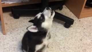 Husky puppy howling