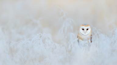 Barn owl, England (© Ondrej Prosicky/Getty Images)