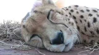 Cheetah Purring