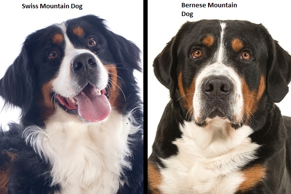 Swiss mountain dog and Bernese mountain dog