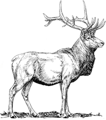 Wapiti