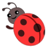 ladybug