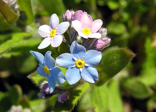 Myosotis arvensis ois